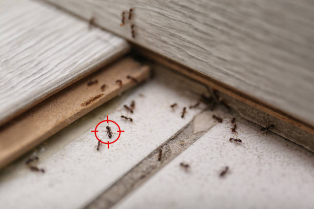 Best Emergency Pest Control  in Brookville, OH