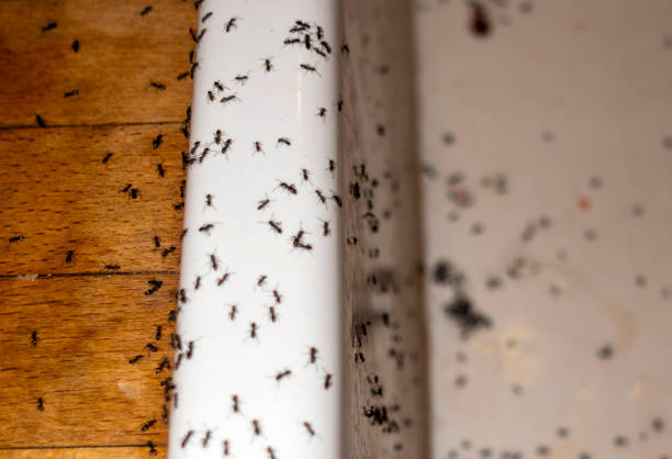 Best Pest Inspection Near Me  in Brookville, OH