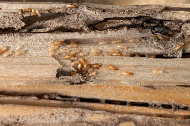Best Mosquito Control Services  in Brookville, OH